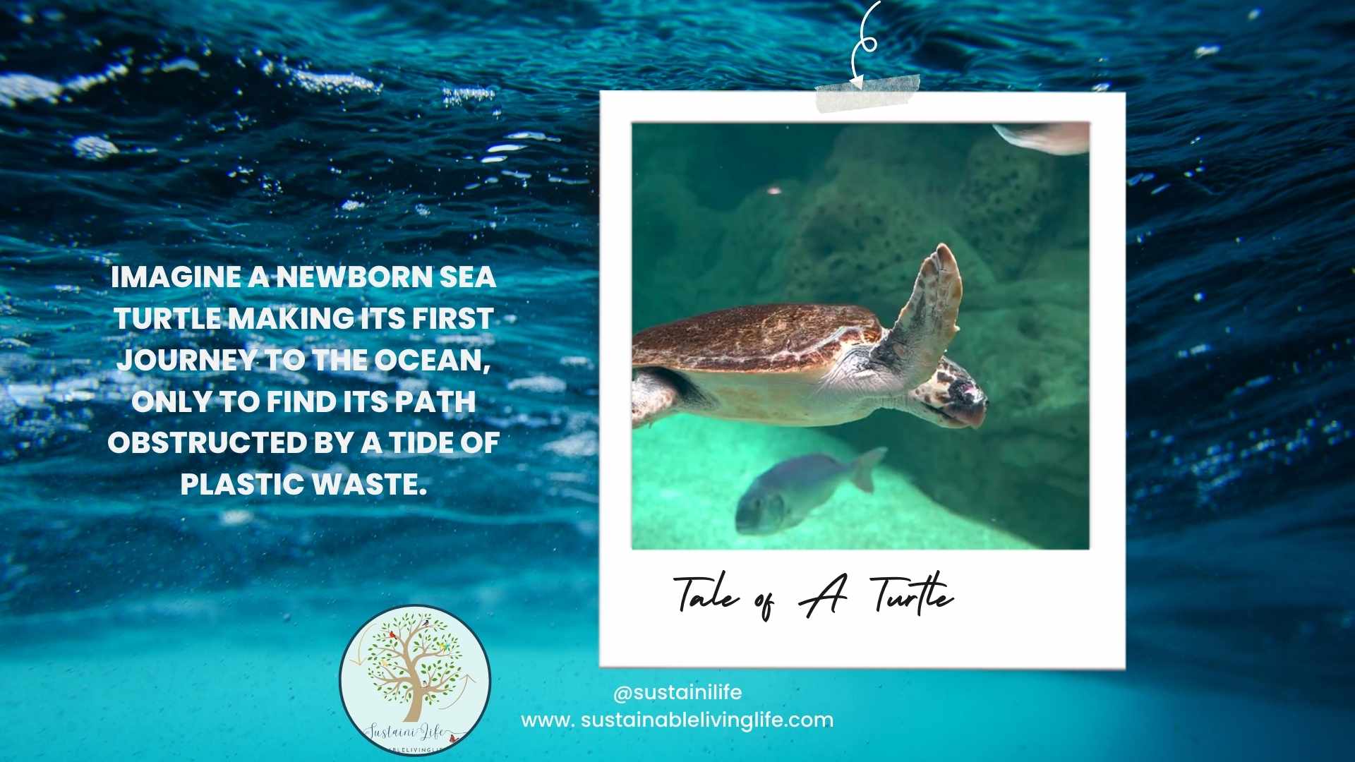 Load video: A tale of a turle , a sustainable story.